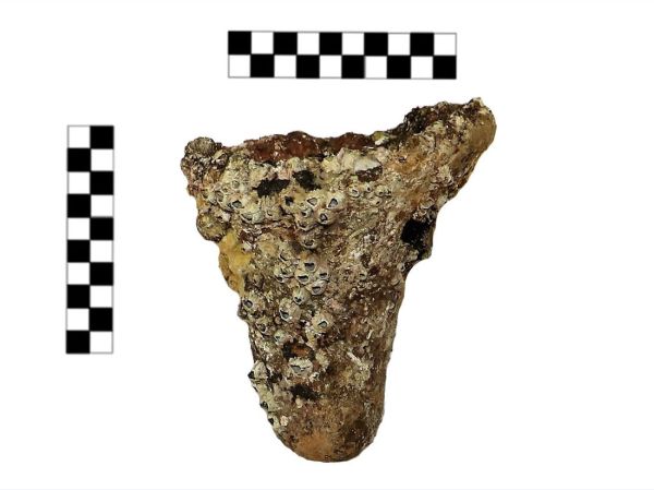 Фрагмент нижней части амфоры (античный период). Обнаружен на глубина 6 м. на юго-востоке острова Арвад.